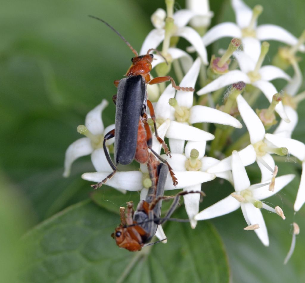 Cantharis.... ? - Cantharis livida